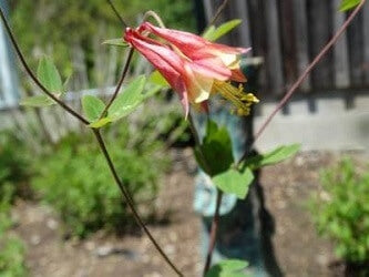 planting wild columbine seeds Aquilegia canadensis