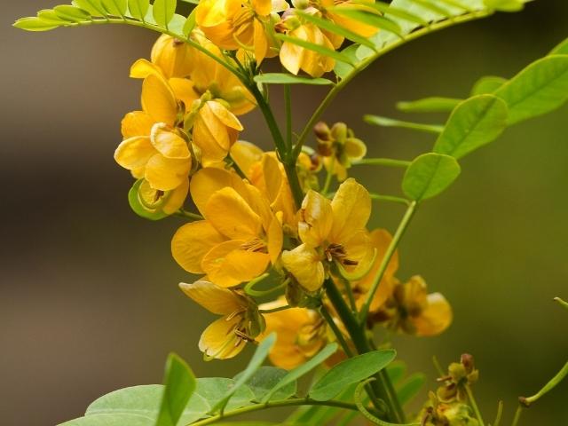 senna plant seeds Senna hebecarpa