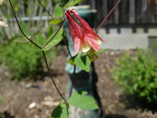 wildflowers from seeds Woodland Wildflowers Native Seed Packet – OPN Seed