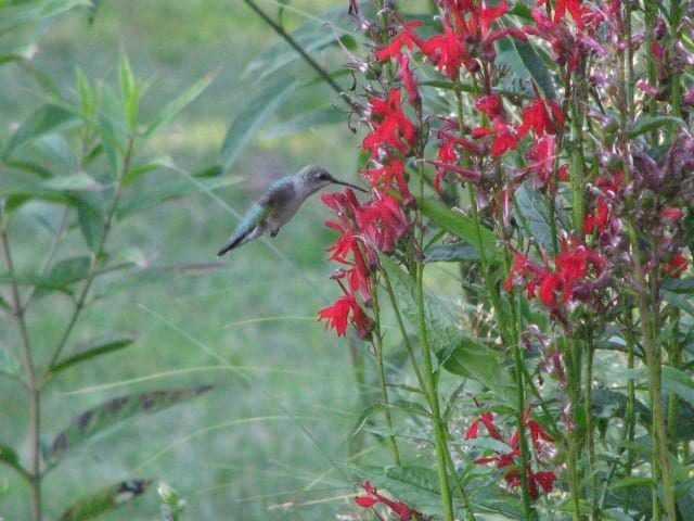 cardinal plant seeds Lobelia cardinalis