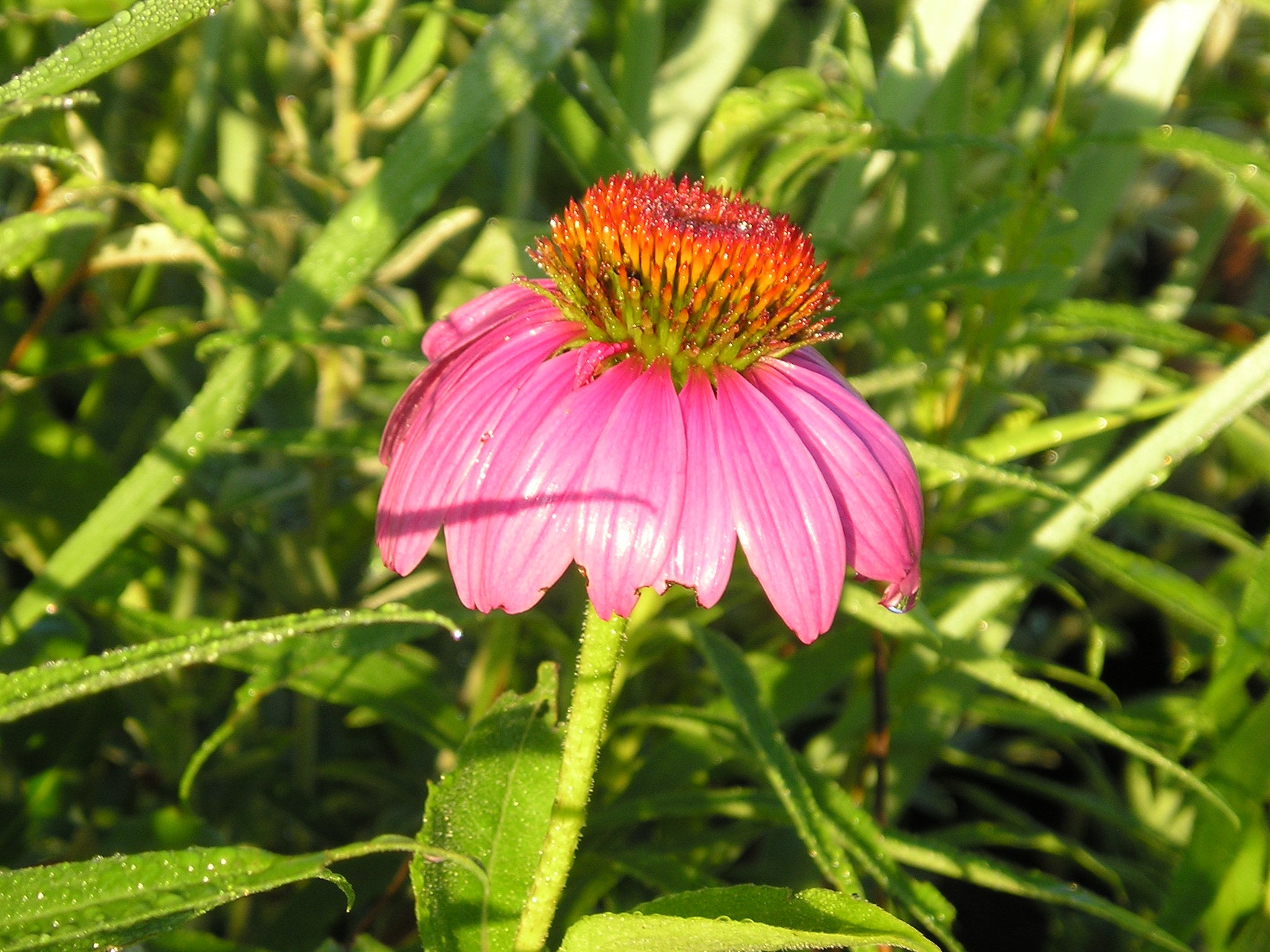 buy echinacea seeds Echinacea purpurea