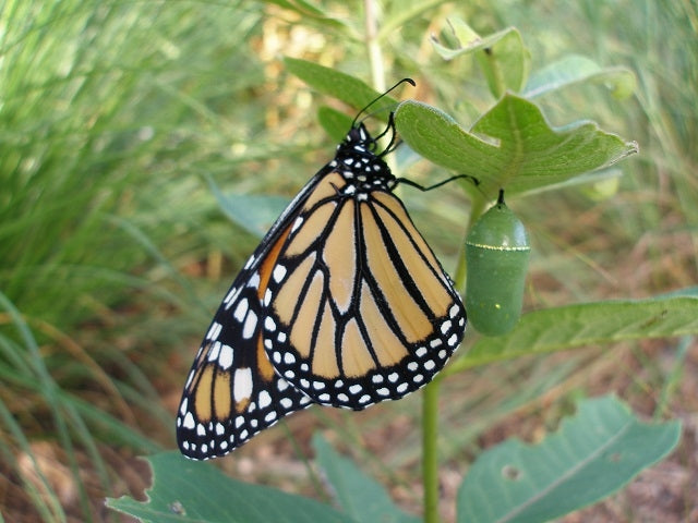 monarch butterfly plant seeds Milkweed Madness Native Seed Packet
