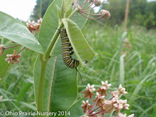 Load image into Gallery viewer, Milkweed Madness
