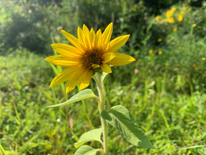 Helianthus sp. - Peredovik Sunflower