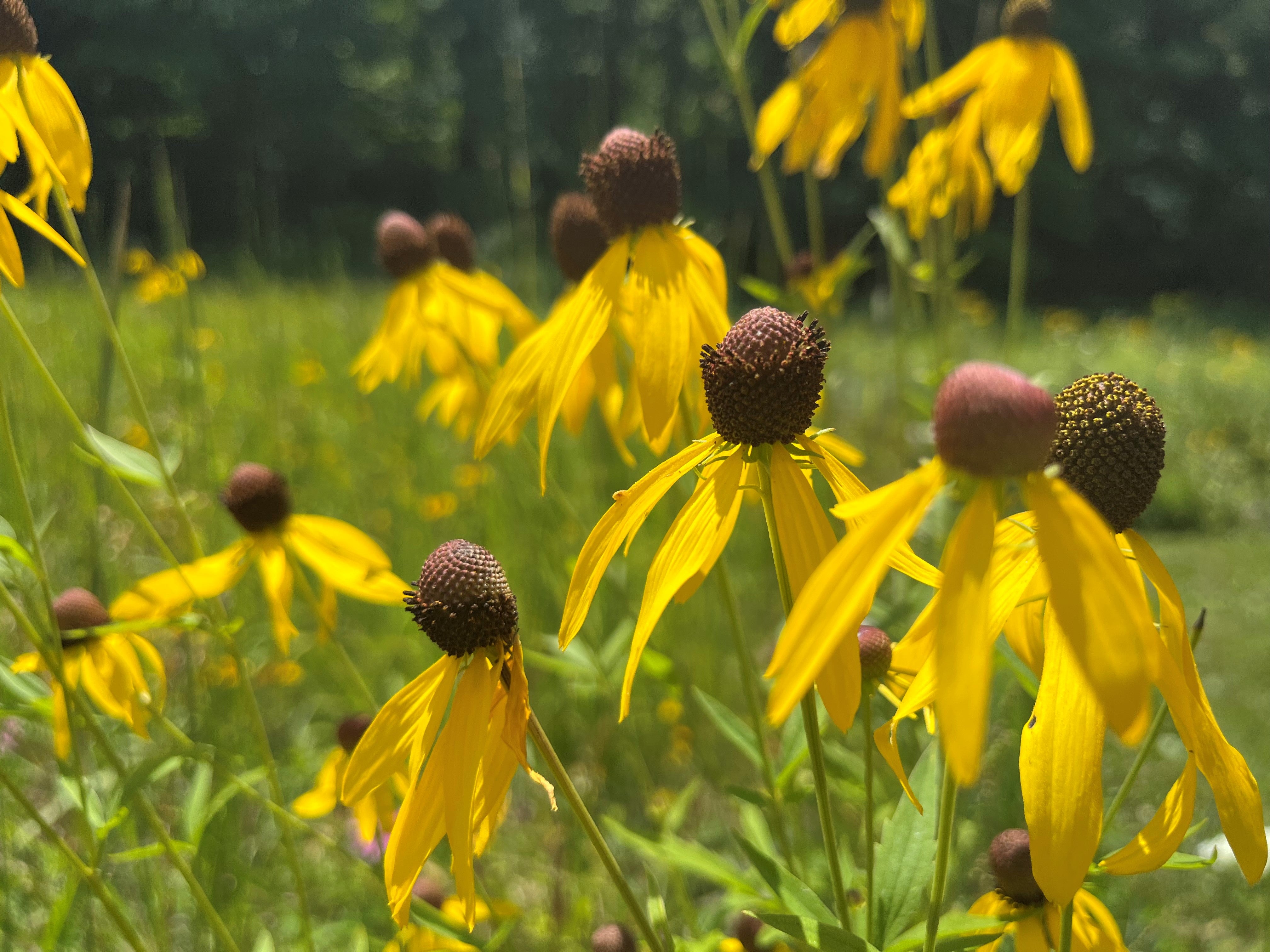 wildflower seeds for erosion control Pond Edge Native Seed Mix
