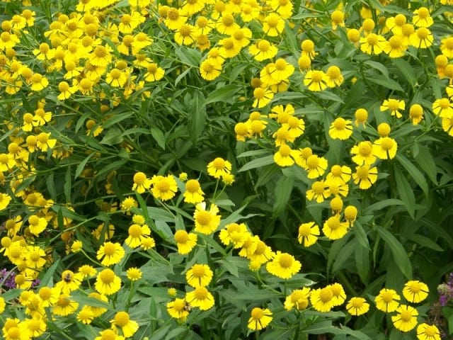 helenium flower seeds Helenium autumnale