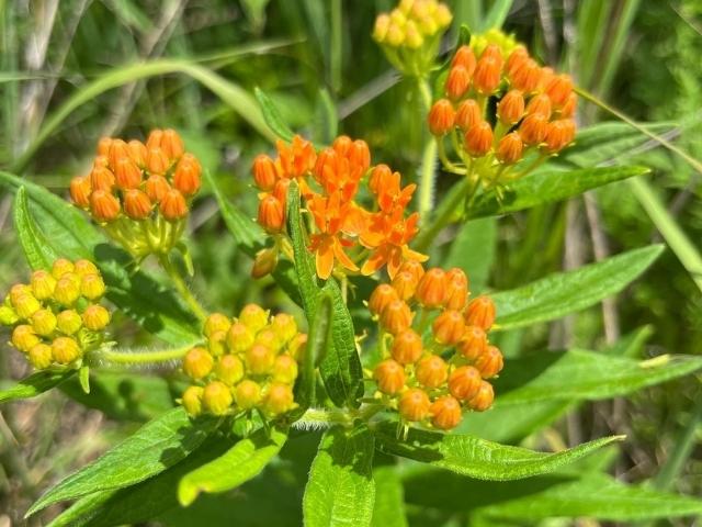 Mixed Height Native Seed Mix for Dry Soils