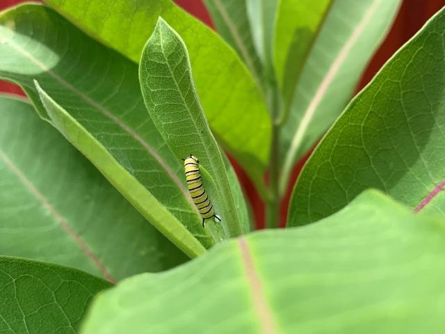 Tall Native Seed Mix for Dry Soils