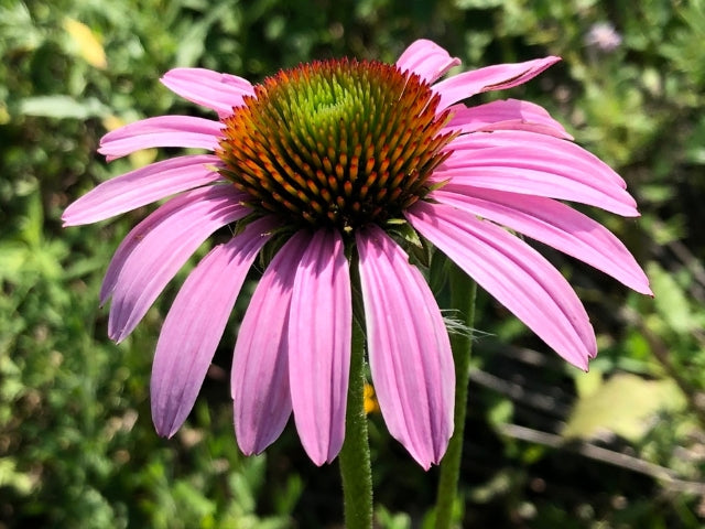 April Native April is Ohio Native Plant Month β OPN Seed