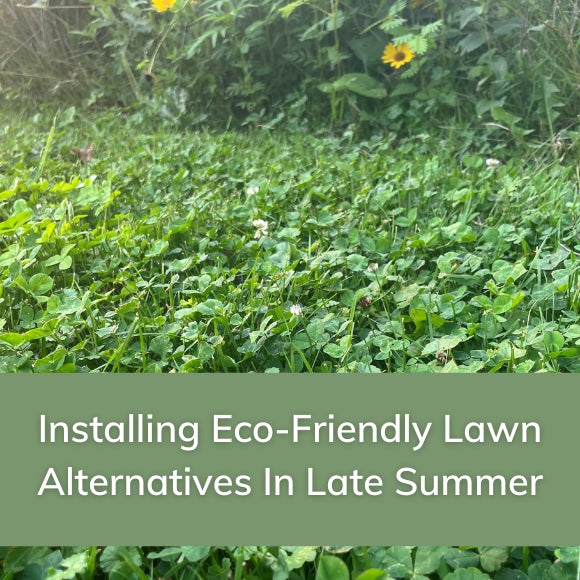 Installing Eco-Friendly Lawn Alternatives In Late Summer