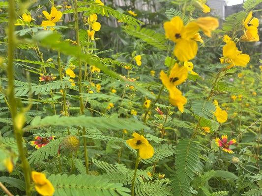 Expectations and Management Tips for First Year Plantings