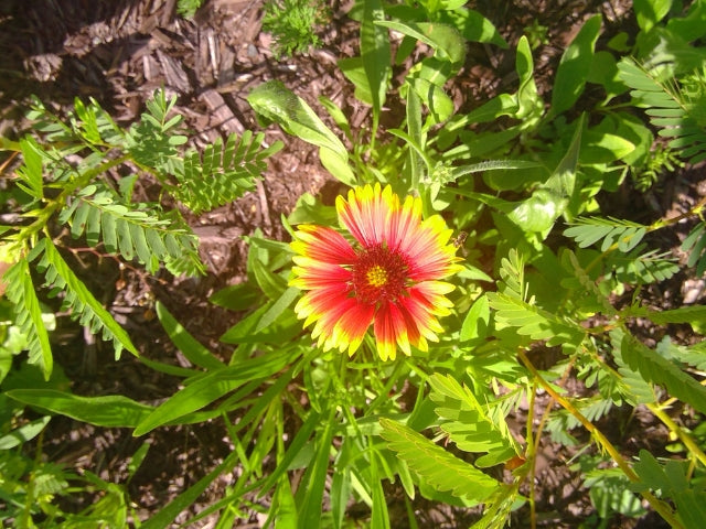 First Year Native Seeding - We've Got Flowers