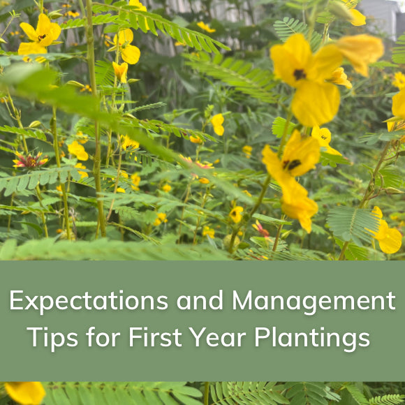 Expectations and Management Tips for First Year Plantings