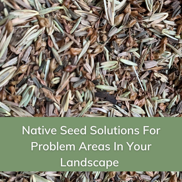Native Seed Solutions for Problem Areas in Your Landscape