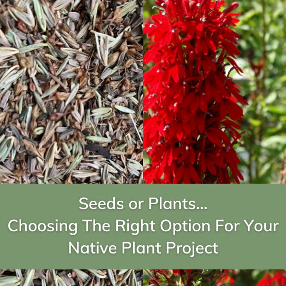 Seeds or Plants... Choosing the Right Option for Your Native Plant Project