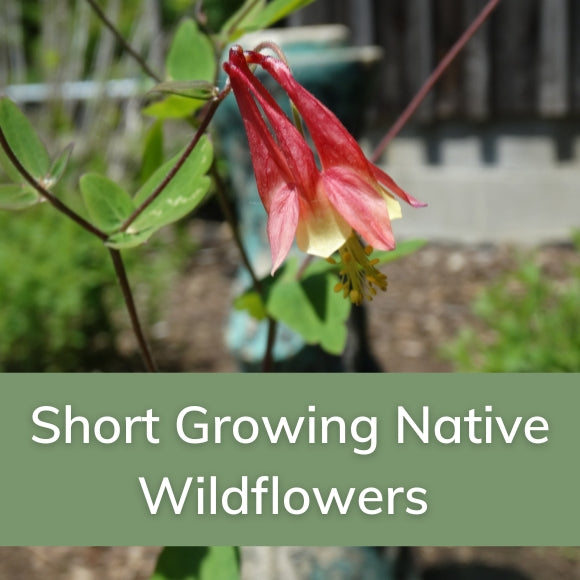 Short Growing Native Wildflowers