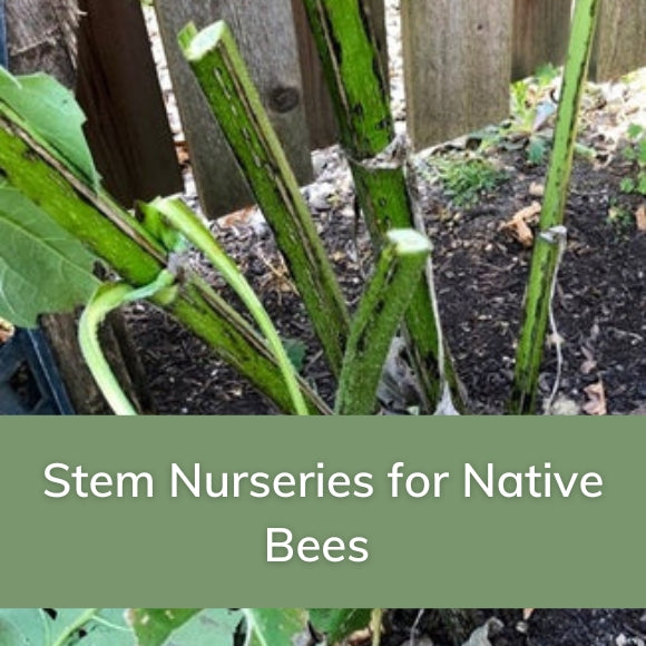 Stem Nurseries for Native Bees