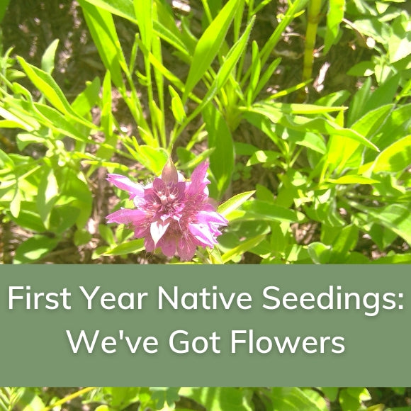 First Year Native Seedings: We've Got Flowers!