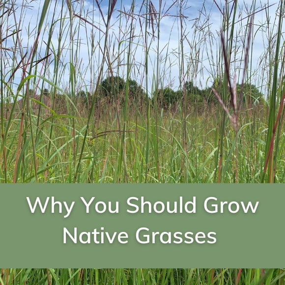 Why You Should Grow Native Grasses