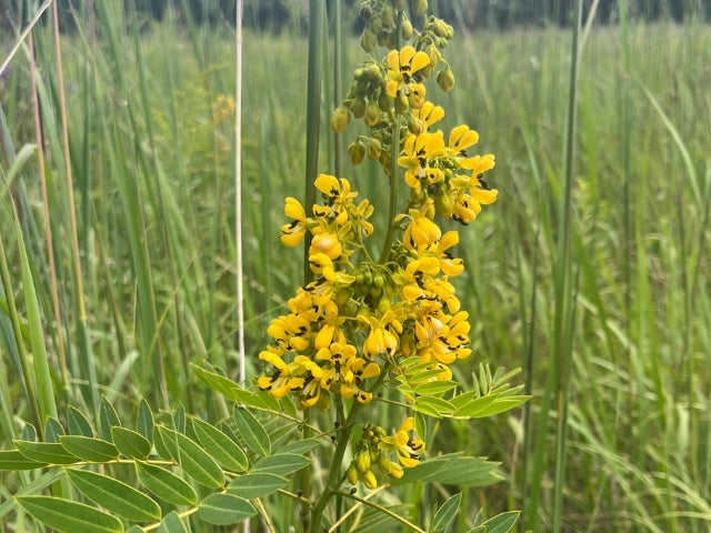 Close up of Wild Senna and Big Bluestem found in Detention Basin Native Seed Mix