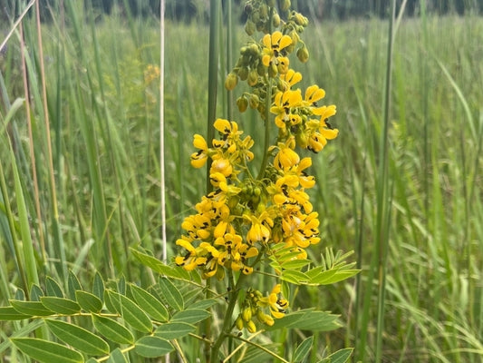 Close up of Wild Senna and Big Bluestem found in Detention Basin Native Seed Mix