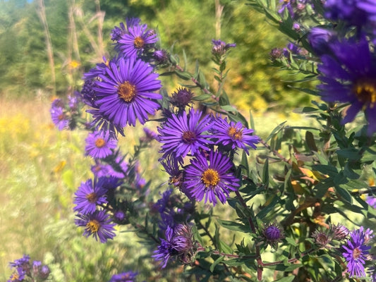 New England Aster (Aster novae-angliae) blooming as part of Fall Pollinator Fuel Native Seed Mix. 