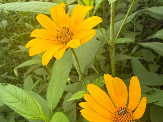 Pollinators on Ox Eye Sunflower )Heliopsis helianthoides) in ONPM Tall Pollinator Garden Native Seed Mix. 
