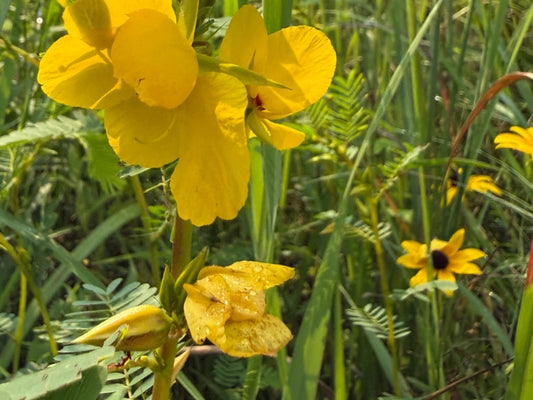 Yellow Partridge Pea flowers blooming with Black-eyed Susan in background in Ohio Native Plant Month Fast Flowering Cover Mix. 