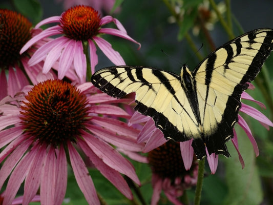 Yellow Swallowtail Butterfly is attracted to Purple Coneflower in Ohio Native Plant Month Short Pollinator Garden Native Seed Mix. 