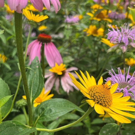 Ohio Pollinator Oasis Native Seed Mix – OPN Seed