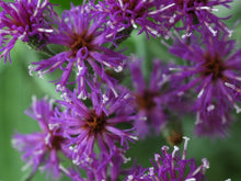 Load image into Gallery viewer, Vernonia fasciculata - Prairie Ironweed
