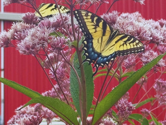 Tall Sweet Joe Pye with Yellow Swallowtails growing along building in Privacy Pollinator Native Seed Mix. 