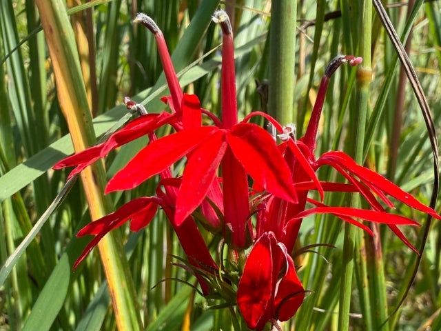 Bright red Cardinal Flower (Lobelia cardinalis) blooming in Rain Garden Native Seed Mix
