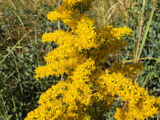 Solidago speciosa - Showy Goldenrod