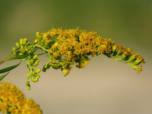 Load image into Gallery viewer, Solidago nemoralis - Old Field Goldenrod
