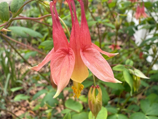Wild Red Columbine (Aquilegia canadensis) blooming in a shaded area in Woodland Wildflowers Native Seed Packet. 
