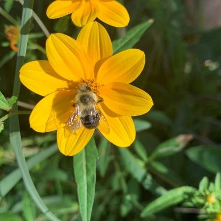 biden flower seeds Bidens aristosa