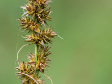 Load image into Gallery viewer, Carex vulpinoidea - Brown Fox Sedge
