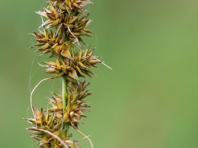 Carex vulpinoidea - Brown Fox Sedge