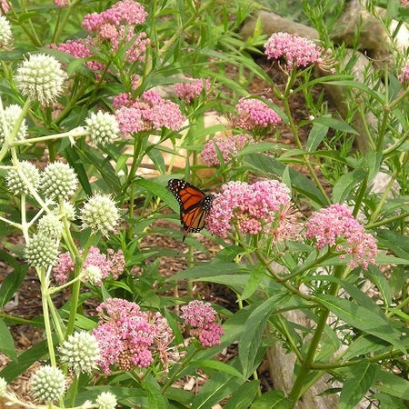 pennington hummingbird and butterfly garden wildflower seed mixture Butterfly / Hummingbird Native Seed Mix – OPN Seed