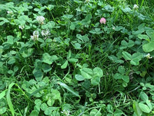 Load image into Gallery viewer, Clover Lawn Mix
