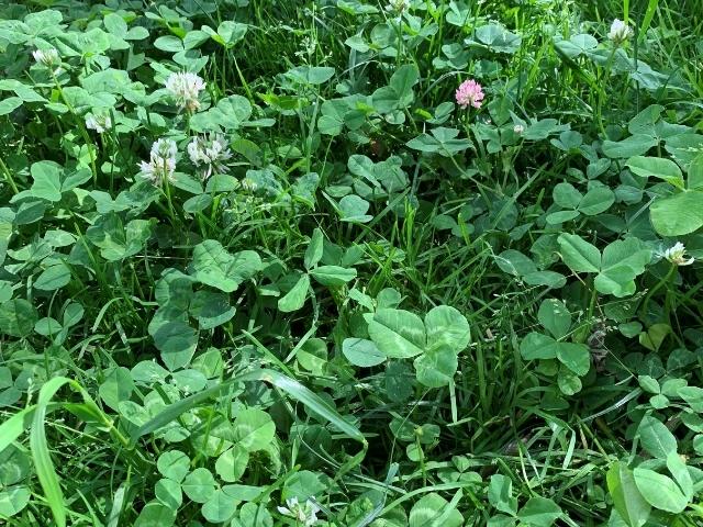 Clover Lawn Mix