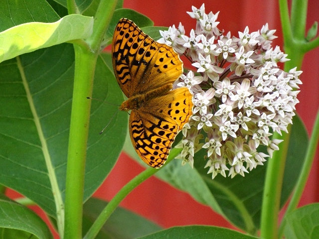 Asclepias syriaca - Common Milkweed