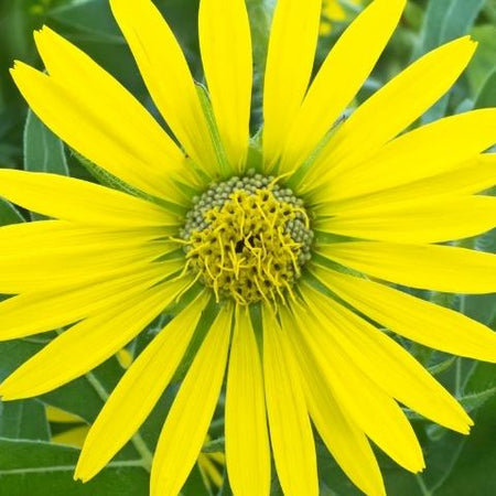 compass plant seed SILPHIUM laciniatum (Compass Plant) 1/4 lb