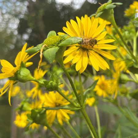 wildflower seeds minnesota Mixed Height Native Grass and Wildflower Seed Mix – OPN Seed