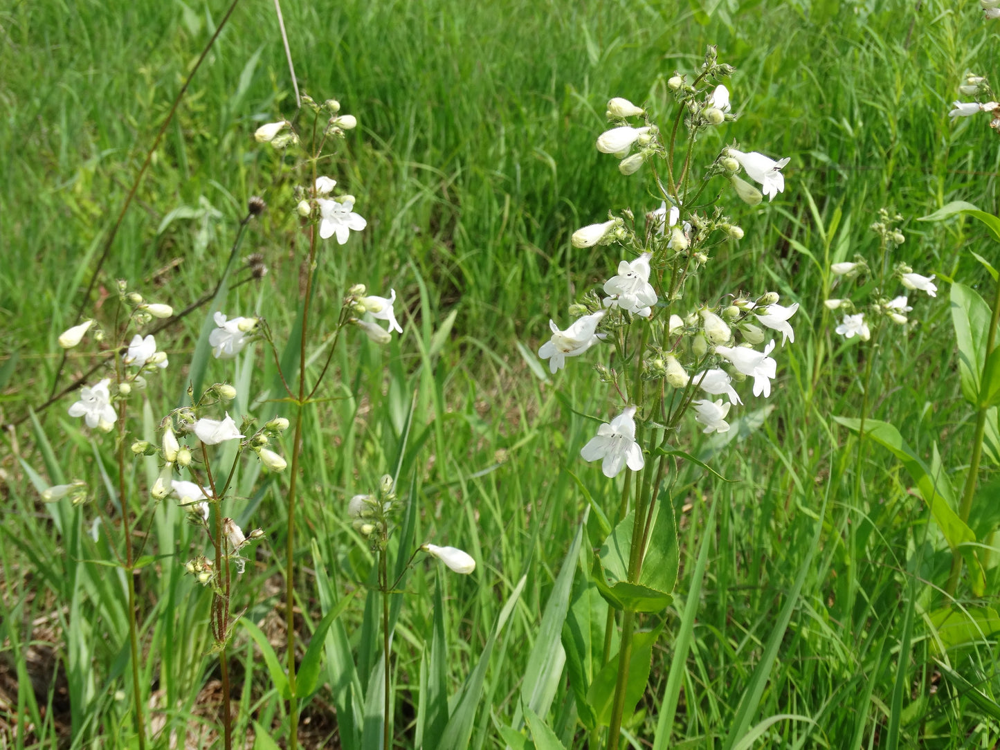 Penstemon digitalis-Foxglove Beardtongue