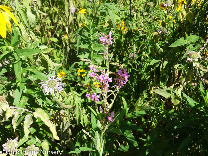 Desmodium canadense - Showy Tick Trefoil