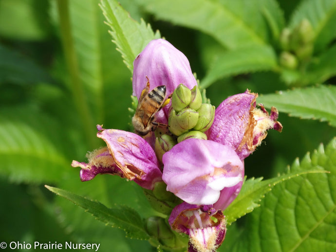 Wetland Native Seed Mix