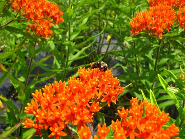 Eastern Great Lakes Native Pollinator Seed Mix