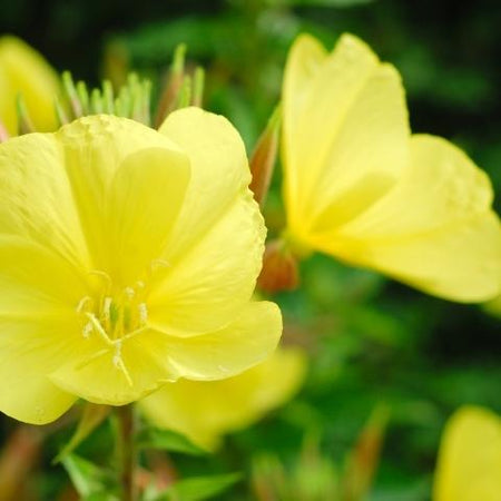 Oenothera biennis